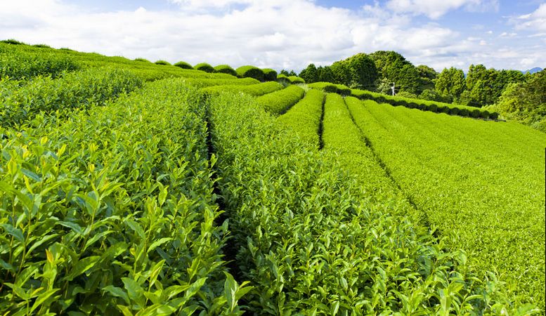 茶葉包裝機的特點(diǎn)，茶葉包裝機廠(chǎng)家有哪些？